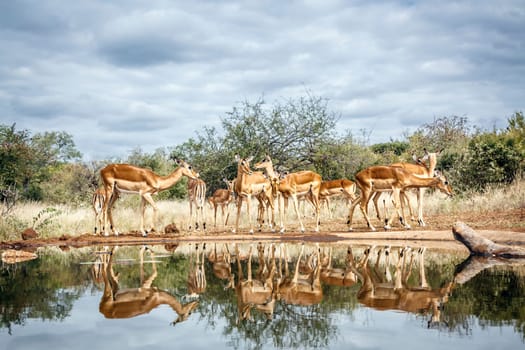Herd of Common Impala drinking front view in waterhole with reflection in greater Kruger National park, South Africa ; Specie Aepyceros melampus family of Bovidae