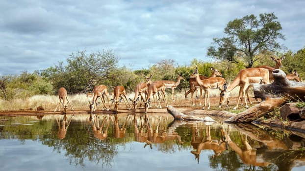 Herd of Common Impala drinking front view in waterhole with reflection in greater Kruger National park, South Africa ; Specie Aepyceros melampus family of Bovidae