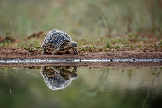 Leopard tortoise drinking front view at waterhole in greater Kruger national park, South Africa ; Specie Stigmochelys pardalis family of Testudinidae