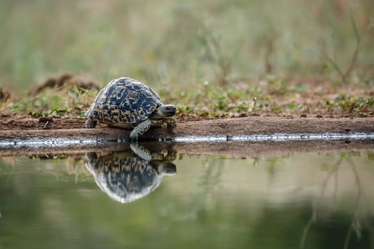 Leopard tortoise drinking front view at waterhole in greater Kruger national park, South Africa ; Specie Stigmochelys pardalis family of Testudinidae