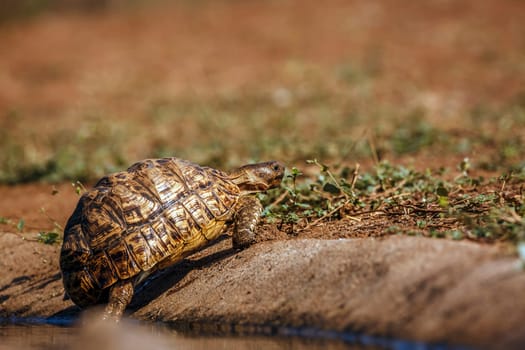 Leopard tortoise walking out of waterhole in greater Kruger national park, South Africa ; Specie Stigmochelys pardalis family of Testudinidae