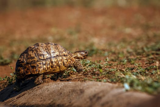 Leopard tortoise walking out of waterhole in greater Kruger national park, South Africa ; Specie Stigmochelys pardalis family of Testudinidae