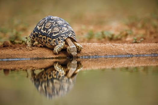 Leopard tortoise drinking front view in waterhole with reflection in greater Kruger national park, South Africa ; Specie Stigmochelys pardalis family of Testudinidae