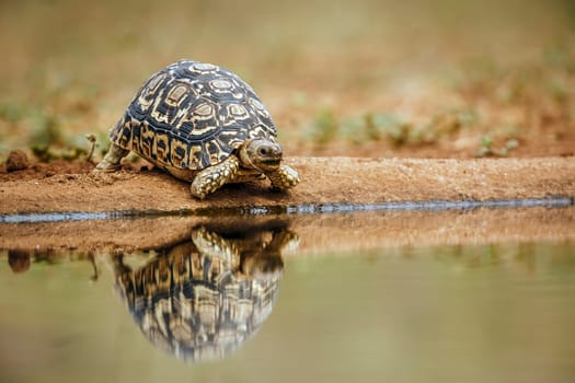 Leopard tortoise drinking front view in waterhole with reflection in greater Kruger national park, South Africa ; Specie Stigmochelys pardalis family of Testudinidae