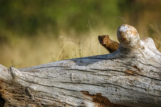Slender mongoose in alert hidden in trunk n greater Kruger national park, South Africa; specie Galerella sanguinea family of Herpestidae