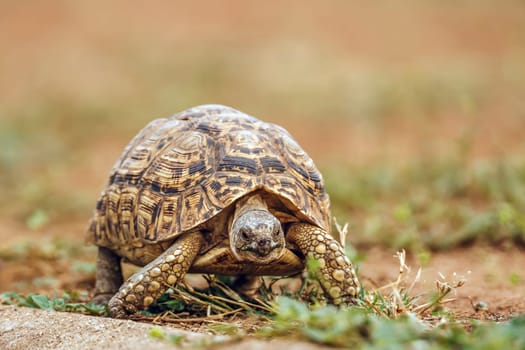 Leopard tortoise  walking front view in greater Kruger national park, South Africa ; Specie Stigmochelys pardalis family of Testudinidae