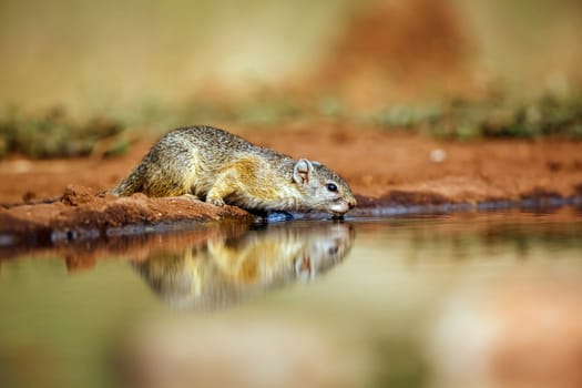 Smith bush squirrel drinking in waterhole with reflection in greater Kruger National park, South Africa ; Specie Paraxerus cepapi family of Sciuridae
