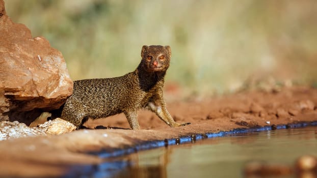 Slender mongoose  standing along waterhole in greater Kruger national park, South Africa; specie Galerella sanguinea family of Herpestidae