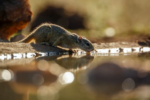 Smith bush squirrel in greater Kruger National park, South Africa ; Specie Paraxerus cepapi family of Sciuridae