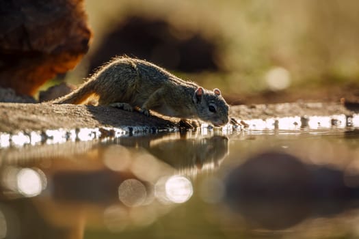 Smith bush squirrel in greater Kruger National park, South Africa ; Specie Paraxerus cepapi family of Sciuridae
