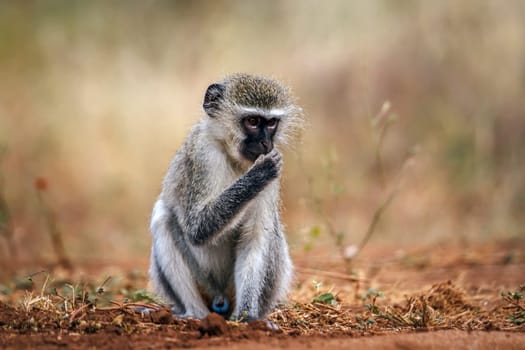 Vervet monkey male eating on the ground in greater Kruger National park, South Africa ; Specie Chlorocebus pygerythrus family of Cercopithecidae