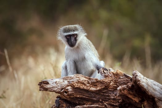 Vervet monkey seated on a stump looking at camera in greater Kruger National park, South Africa ; Specie Chlorocebus pygerythrus family of Cercopithecidae