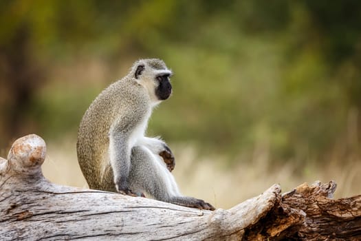 Vervet monkey seated on a log in greater Kruger National park, South Africa ; Specie Chlorocebus pygerythrus family of Cercopithecidae