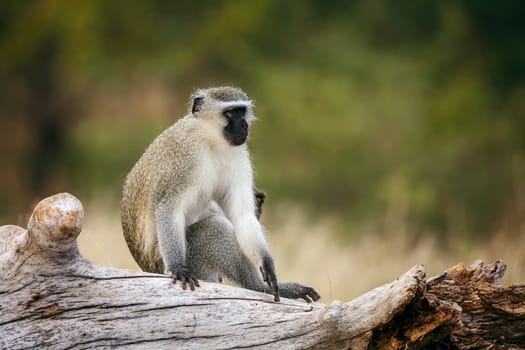 Vervet monkey seated on a log in greater Kruger National park, South Africa ; Specie Chlorocebus pygerythrus family of Cercopithecidae