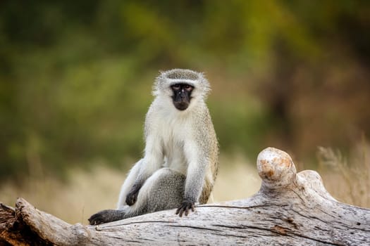Vervet monkey seated on a log in greater Kruger National park, South Africa ; Specie Chlorocebus pygerythrus family of Cercopithecidae