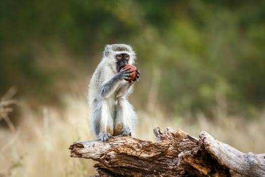Vervet monkey eating a fruit seated on a log in greater Kruger National park, South Africa ; Specie Chlorocebus pygerythrus family of Cercopithecidae