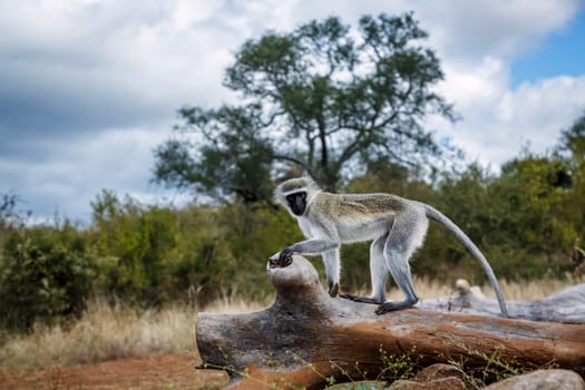 Vervet monkey standing on a log  in greater Kruger National park, South Africa ; Specie Chlorocebus pygerythrus family of Cercopithecidae