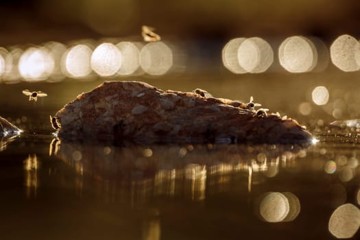 Wasp flying over  in middle of water backlit at dawn in Greater Kruger National park, South Africa