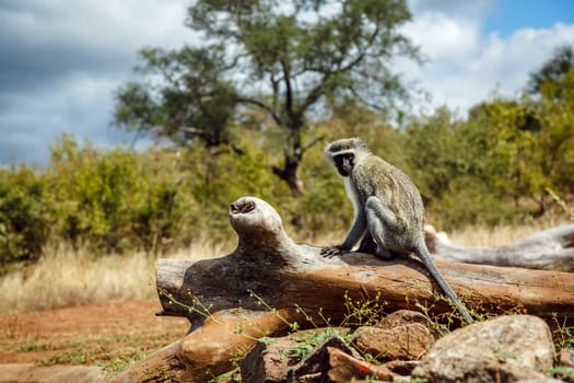 Vervet monkey in greater Kruger National park, South Africa ; Specie Chlorocebus pygerythrus family of Cercopithecidae