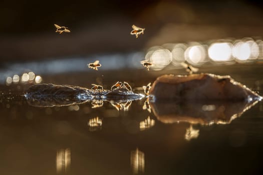Wasp flying over  in middle of water backlit at dawn in Greater Kruger National park, South Africa