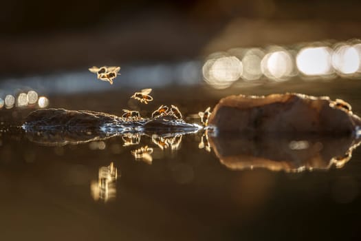 Wasp flying over  in middle of water backlit at dawn in Greater Kruger National park, South Africa