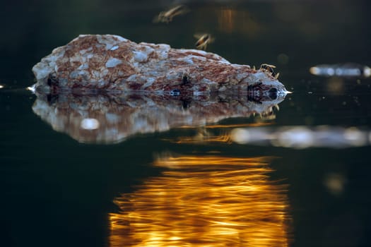 Wasp flying over a rock with sunset reflection in water in Greater Kruger National park, South Africa