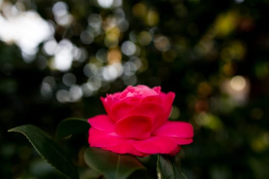 Vibrant pink camellia flower in bloom with lush green bokeh background.