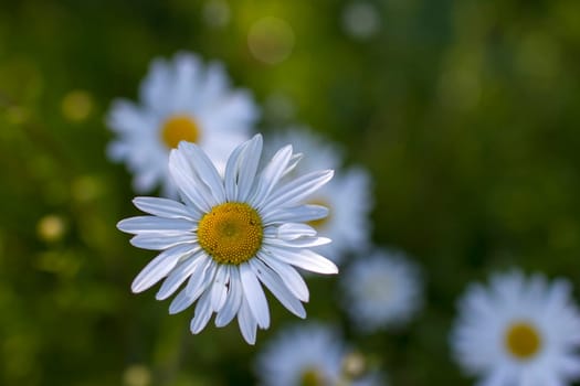 Ox-eye Daisy (Leucanthemum vulgare) in a garden - secret garden - soft focus