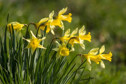 The daffodil, Narcissus pseudonarcissus, yellow narcissus flowers in a park, springtime
