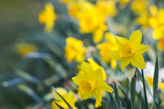 The daffodil, Narcissus pseudonarcissus, yellow narcissus flowers in a park, springtime