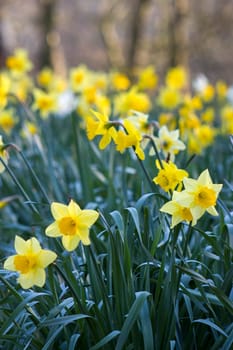 The daffodil, Narcissus pseudonarcissus, yellow narcissus flowers in a park, springtime