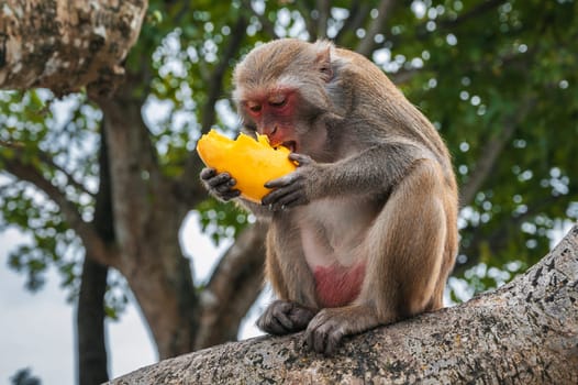 wild monkey eats mango sitting on a tree in forest in nature