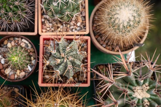 topview of variety small potty cactaceae houseplant . square and round pots. High quality photo