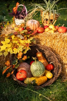 Bright autumn harvest pumpkins with with bright yellow branches on a decorative outdoor display. Concept of fall season, harvest celebration, and seasonal home decor. High quality photo