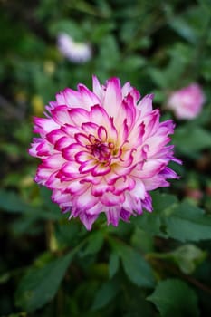 The Close Up View on the Pink Dahlia Blooming in the Summer Garden. vertical photo. High quality photo