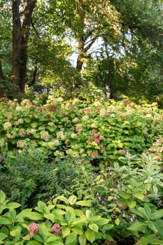 Hydrangea flowerbed with pink flowers. Green background of hydrangea bushes in the park. A large green tree. High quality photo