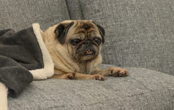A small pug rests on a soft gray couch, partially covered by a dark blanket, enjoying the warmth and comfort.