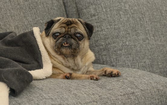 A sweet pug lounges on a cozy couch, enjoying a peaceful moment wrapped in a blanket on a warm afternoon.
