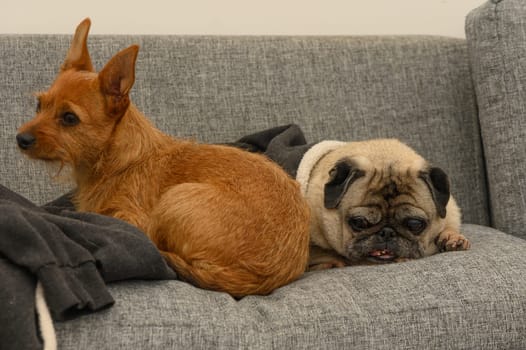 A charming moment of two dogs relaxing together, one alert and the other comfortably dozing on a soft couch.
