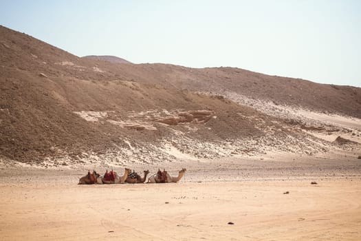 caravan of three camels in rocky desert of Egypt Dahab South Sinai
