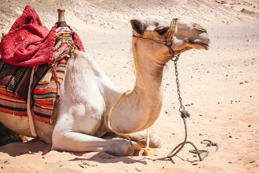 camel in the zoo close-up, Camel close-up in the sandy desert