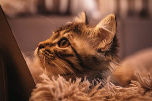 sad tabby kitten color on wood floor brown tones, beige tones, sad eyes, animal rescue, veterinary clinics, pet store, pet food, pet, pet, recovery, rare coat, post illness