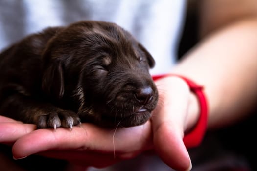 A tiny, adorable puppy is resting peacefully and cozily in a gentle and caring hand, showcasing love and tenderness. Brown dog