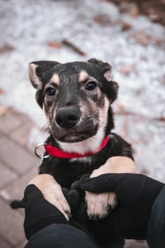 A cute little puppy is held gently by its owner, showcasing pure joy and companionship in a beautiful winter landscape. The puppy's paws in the owner's hands