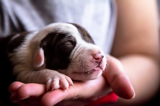A tiny, adorable puppy is resting peacefully and cozily in a gentle and caring hand, showcasing love and tenderness