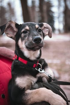 A happy dog sits in the arms of a volunteer. Black mongrel dog with a red collar on the street. Intimacy between a human and a pet. Loving faithful eyes of a dog, searching for an owner for the animal