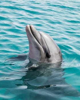 A dolphin poking its head out of water