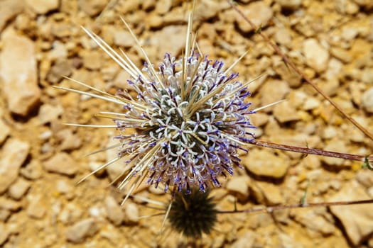 Prickled flower of Negev desert, Israel