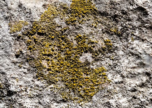 Close up of lichen on a stone wall