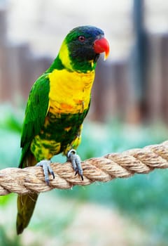 Beautiful colourful parrot over tropical background